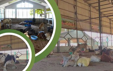 ICU ANIMAL CARE - ONE MONTH