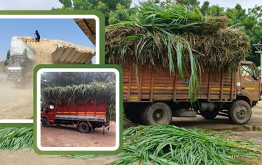 ONE TRUCK OF FRESH GRASS