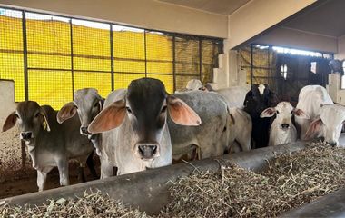 ADOPT A COW - 1 YEAR